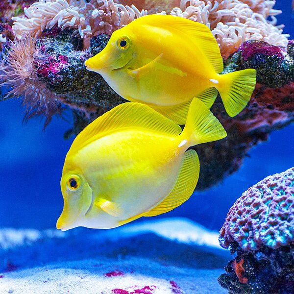 Aquarium mit gelben Fischen